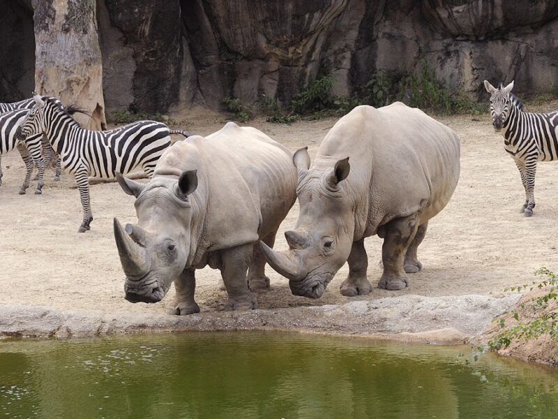 The Maryland Zoo in Baltimore