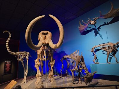 The Milwaukee Public Museum