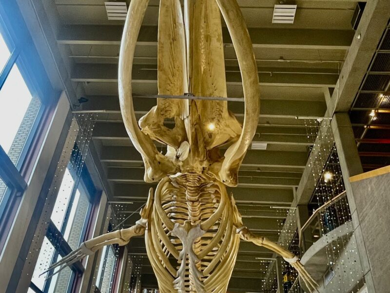 The Grand Rapids Public Museum