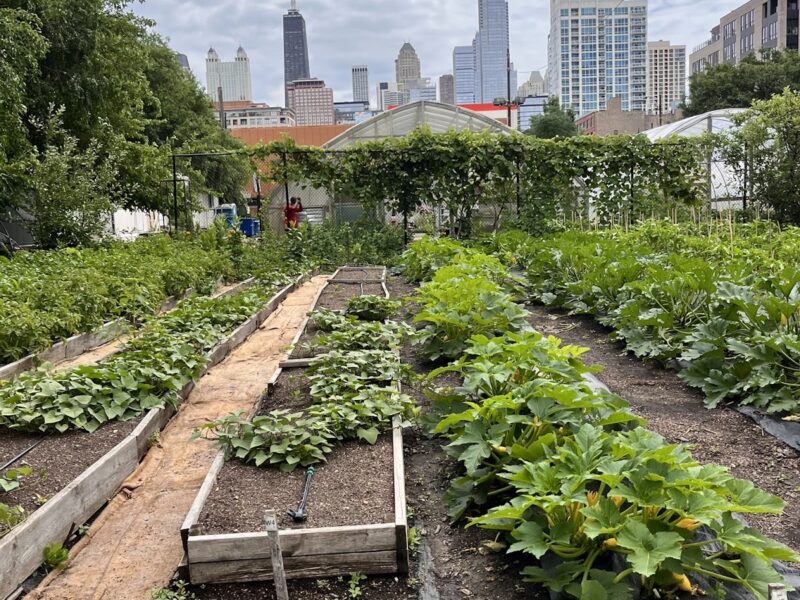 The Chicago Urban Garden