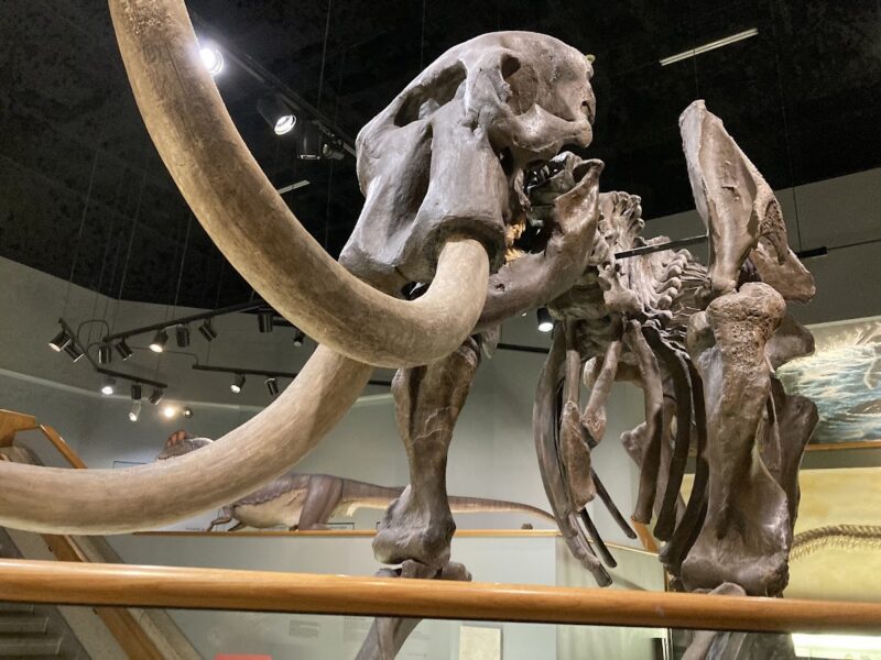 The Memphis Pink Palace Museum