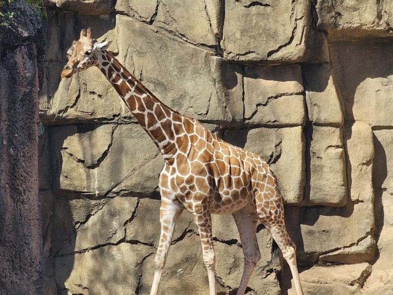 The Lincoln Park Zoo