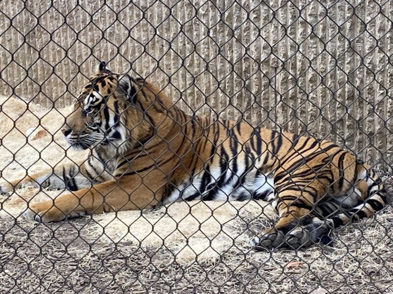 The Pavilion at The Kansas City Zoo