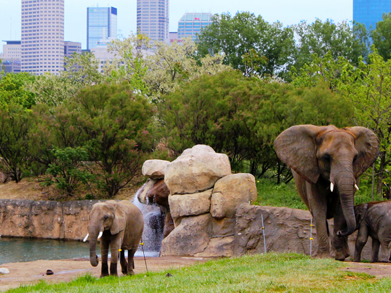 The Indianapolis Zoo