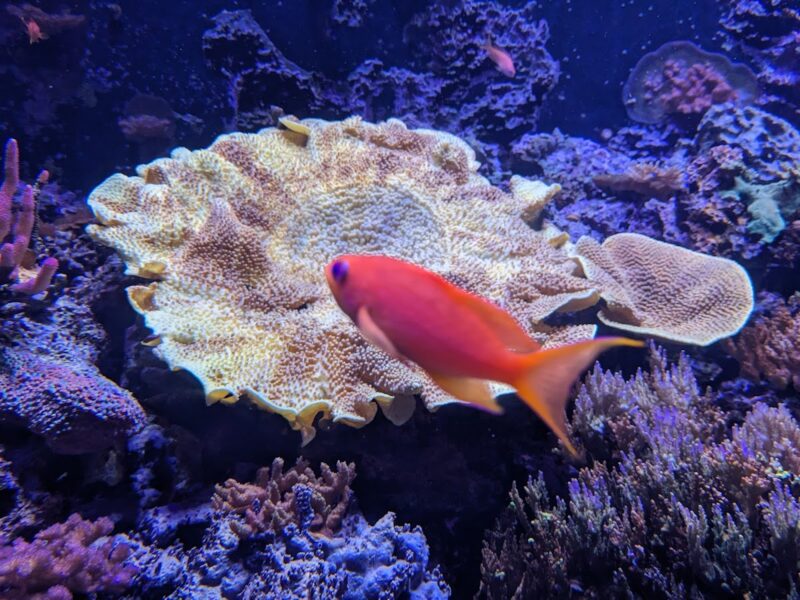 The Seattle Aquarium