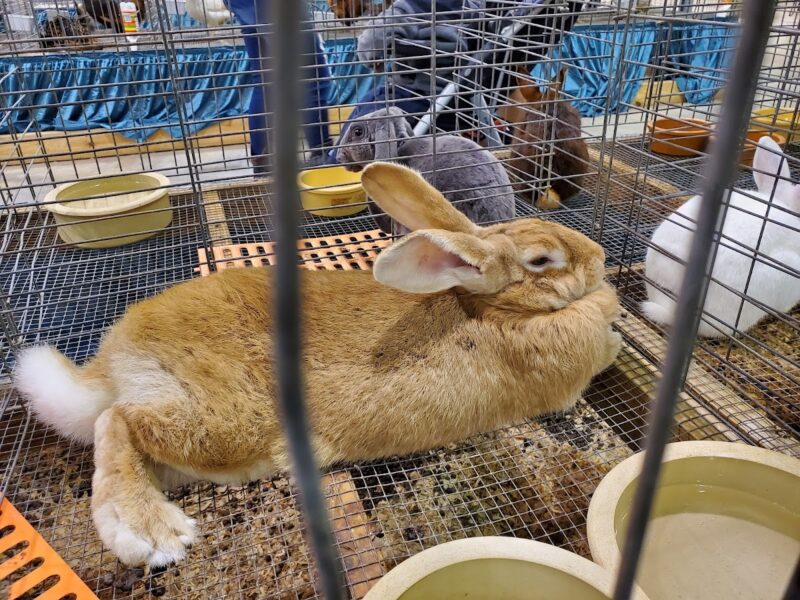 The Jacksonville Fairgrounds