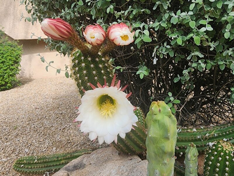 Scottsdale Desert Retreat