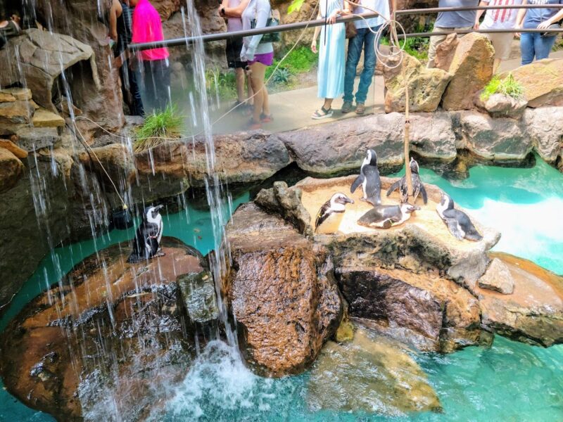 The Dallas World Aquarium