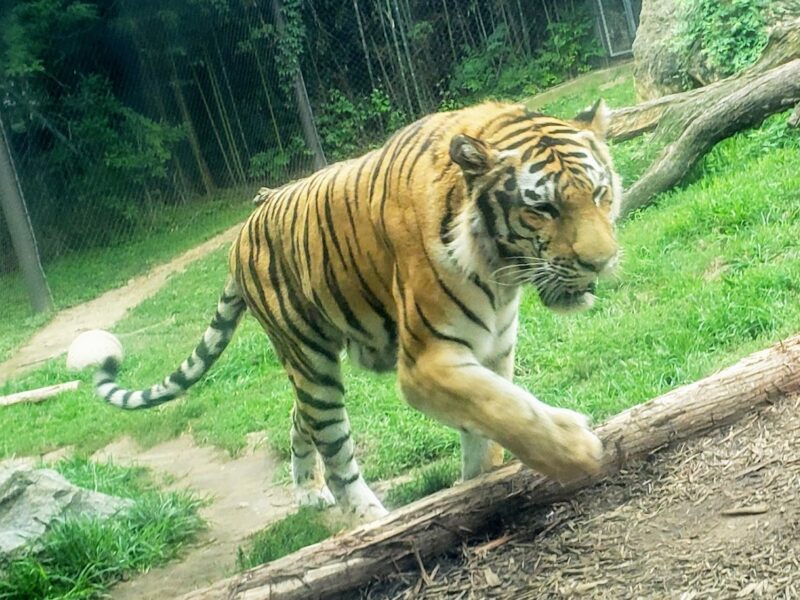 The Philadelphia Zoo