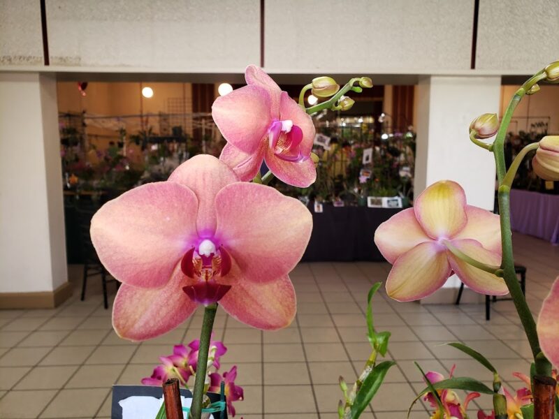 The Orlando Garden Pavilion