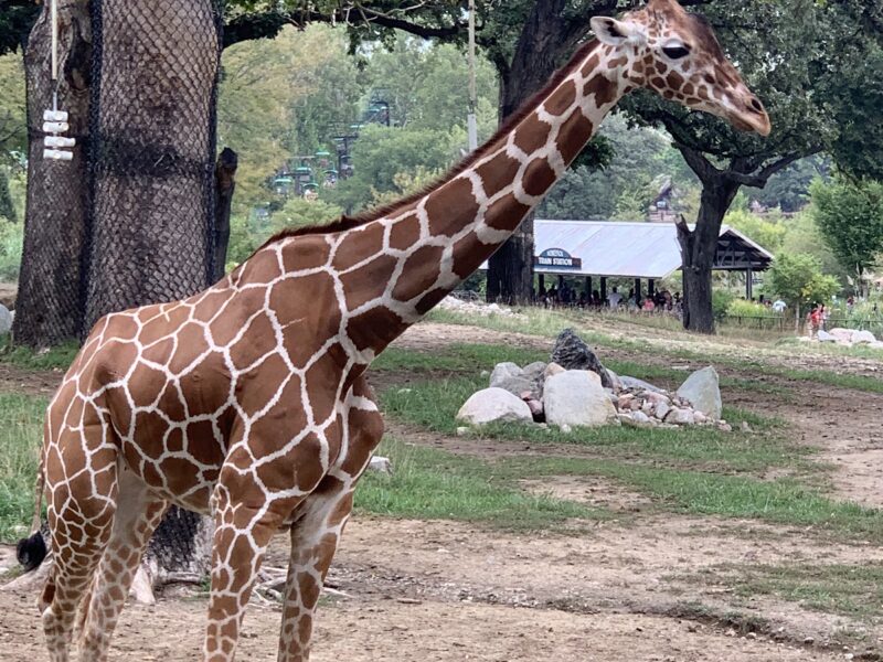 Omaha's Henry Doorly Zoo and Aquarium