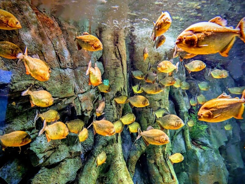 The St. Louis Aquarium