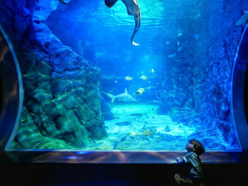 The St. Louis Aquarium