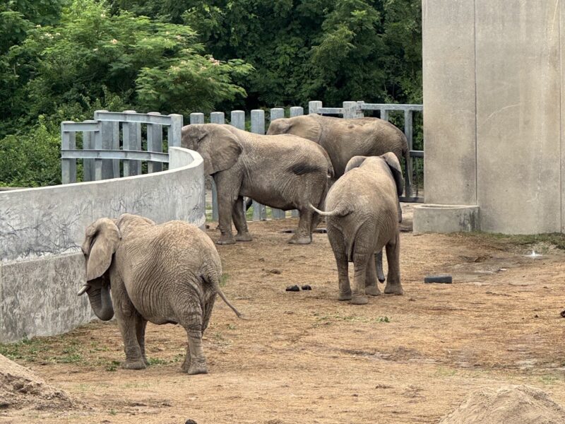 The Pavilion at The Kansas City Zoo