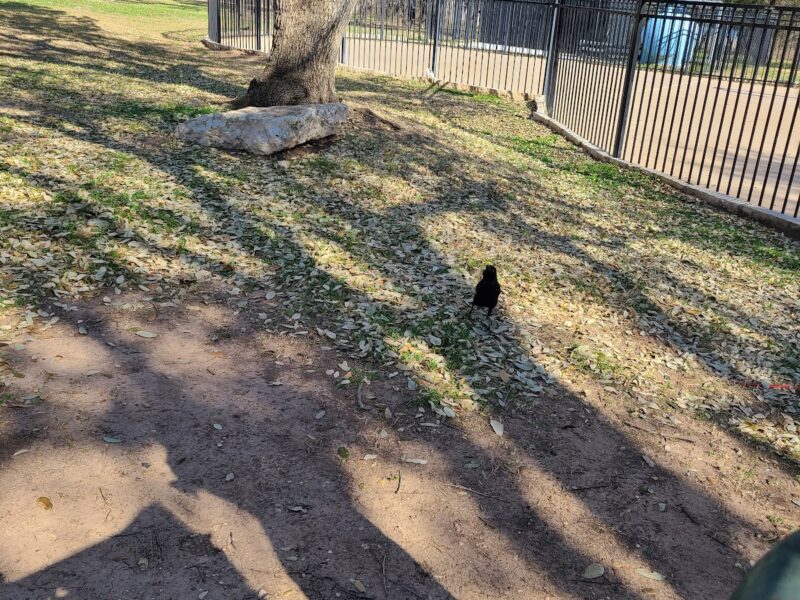 The Cedar Park Pavilion