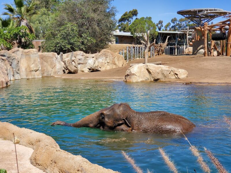 The San Diego Zoo