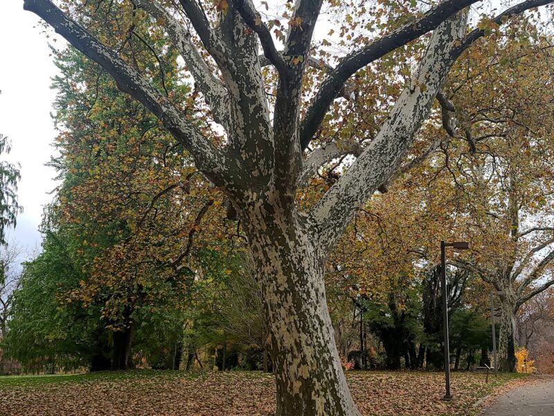 The Horticulture Center