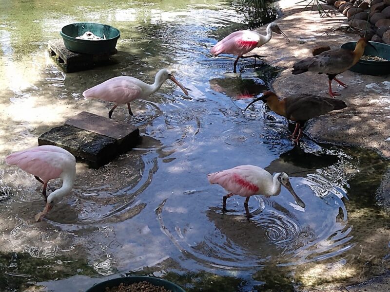 The Jacksonville Zoo and Gardens