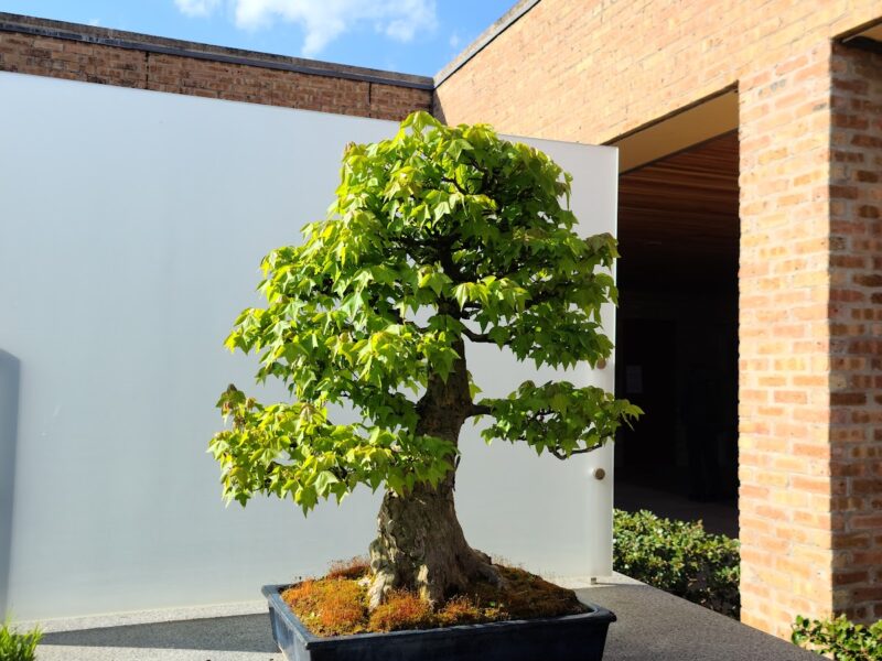 The Chicago Botanic Garden