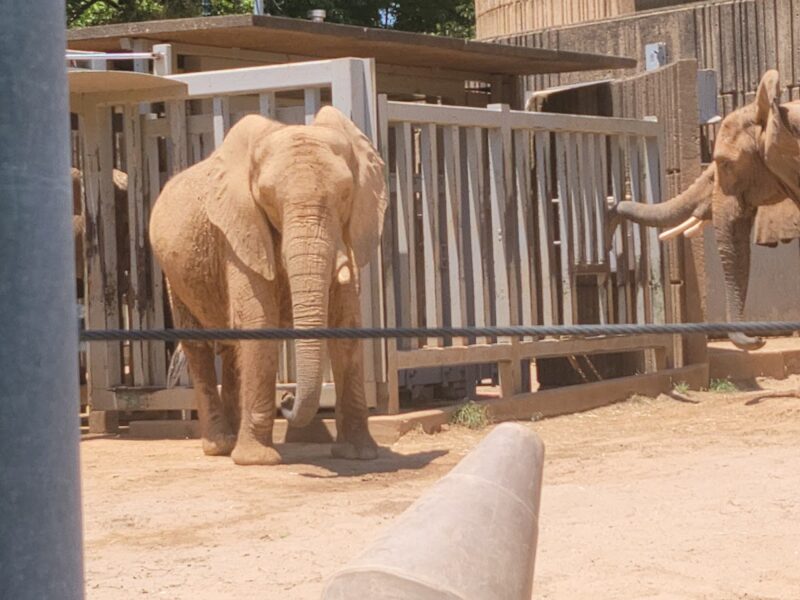 The Memphis Zoo