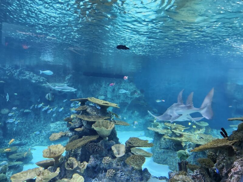 The Seattle Aquarium Event Space