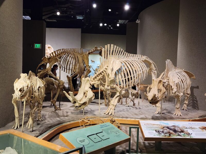The Denver Museum of Nature & Science