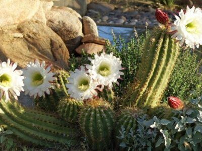 Scottsdale Desert Retreat