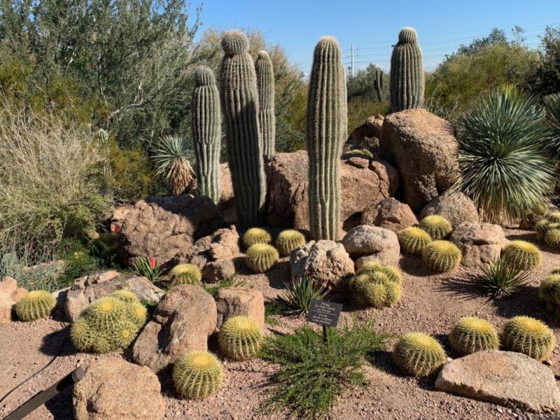 The Desert Botanical Garden