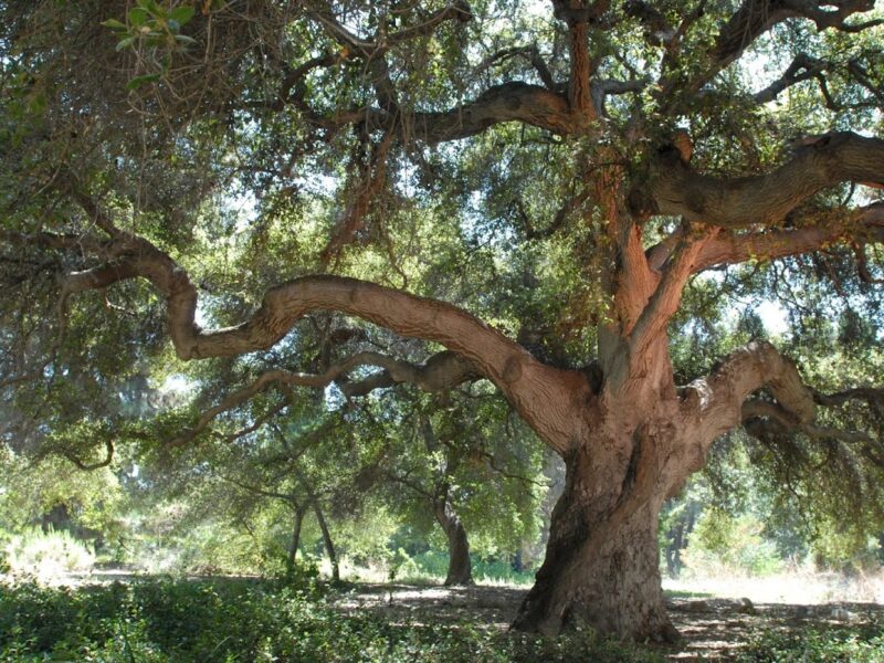 The Garden at Santa Ana