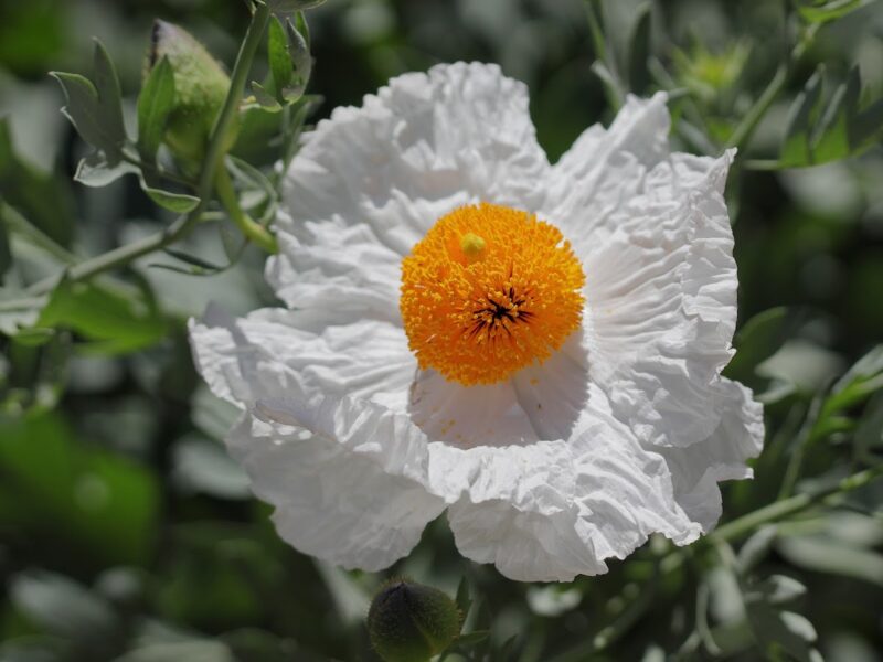 The Garden at Santa Ana